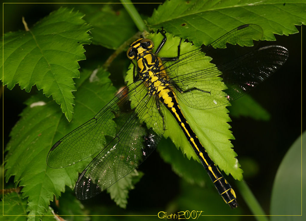 Gomphus vulgatissimus (Odonata, Gomphidae)